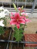 [4653 DJ OR-01 No01.JPG]